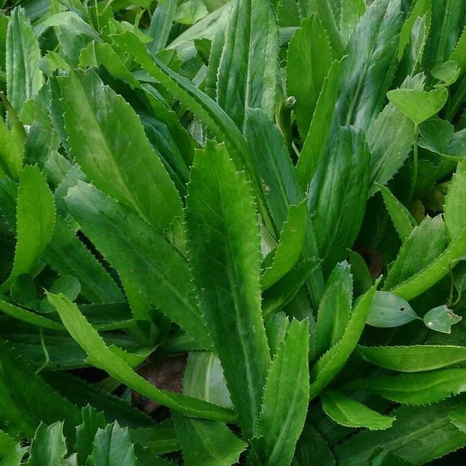 cilantro ancho seeds