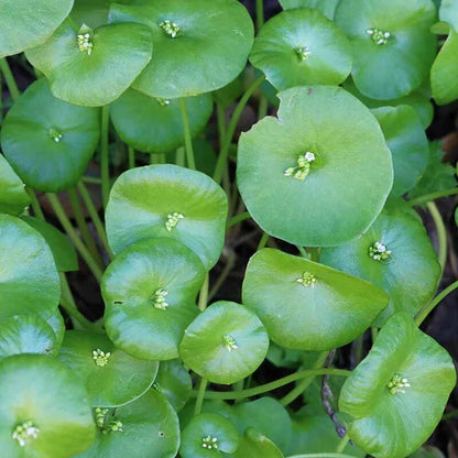 claytonia perfoliata seeds