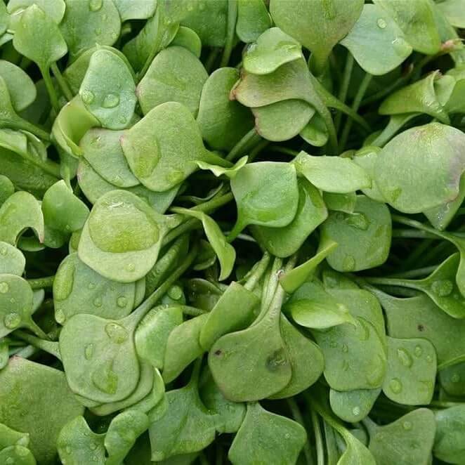 claytonia perfoliata seeds