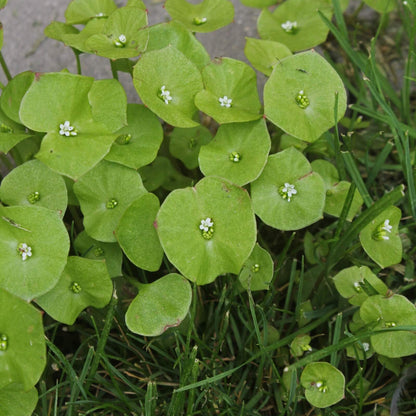 claytonia perfoliata seeds