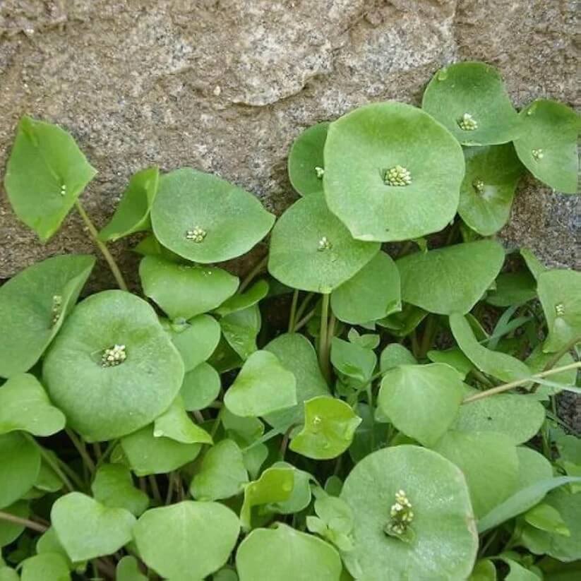 claytonia perfoliata seeds