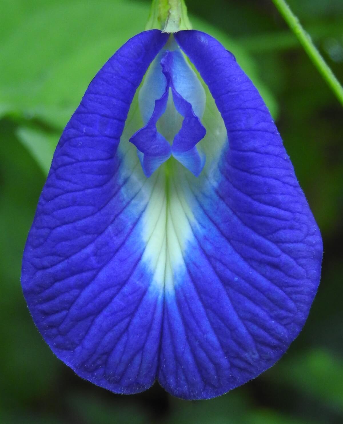Clitoria Seeds - Heirloom Flower Plant for Home Gardens