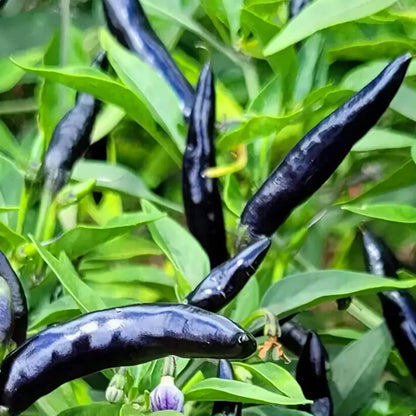 cobra chilli hot pepper seeds