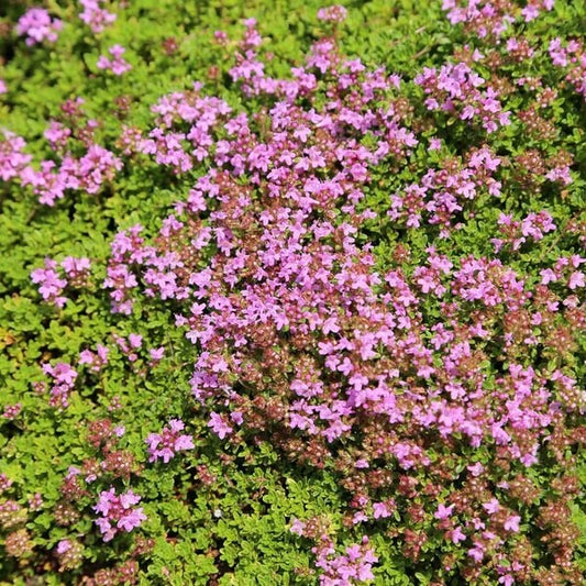 creeping thyme seeds 