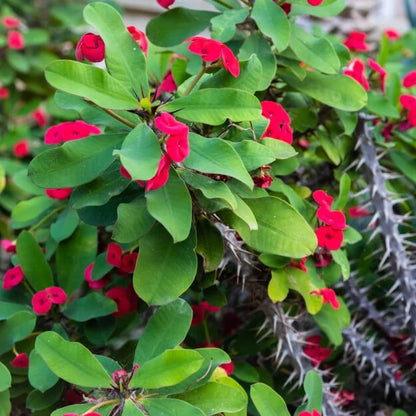 crown of thorns seeds