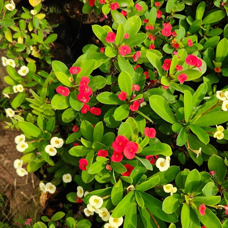 crown of thorns seeds
