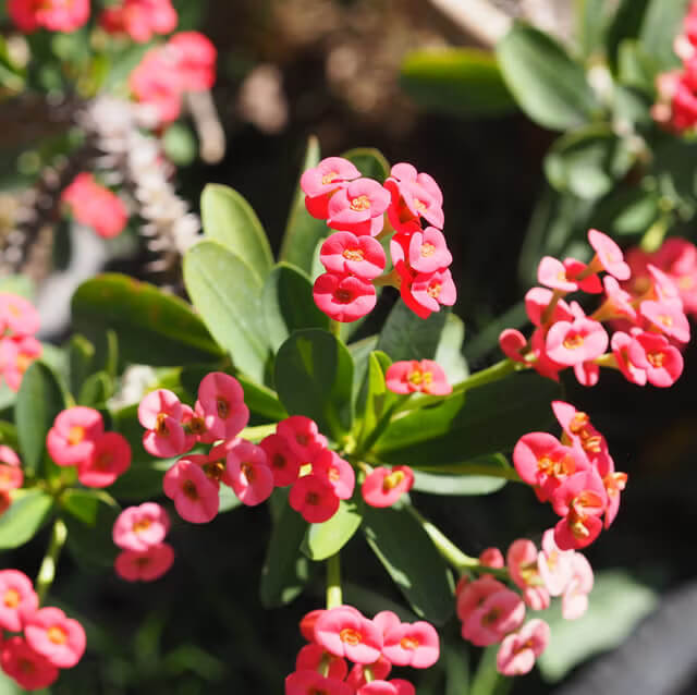 crown of thorns seeds