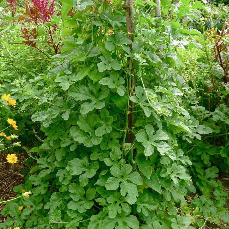 cucumis anguria seeds