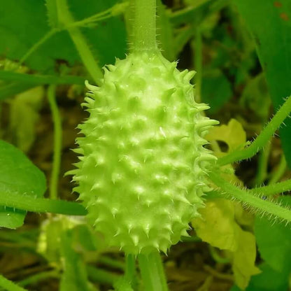cucumis anguria seeds
