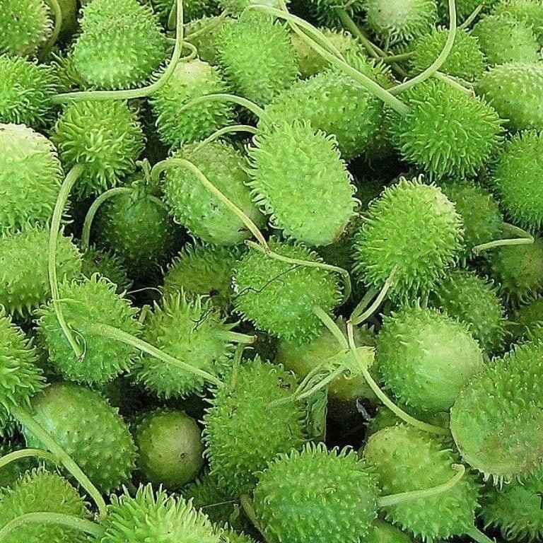 cucumis anguria seeds
