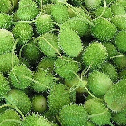 cucumis anguria seeds