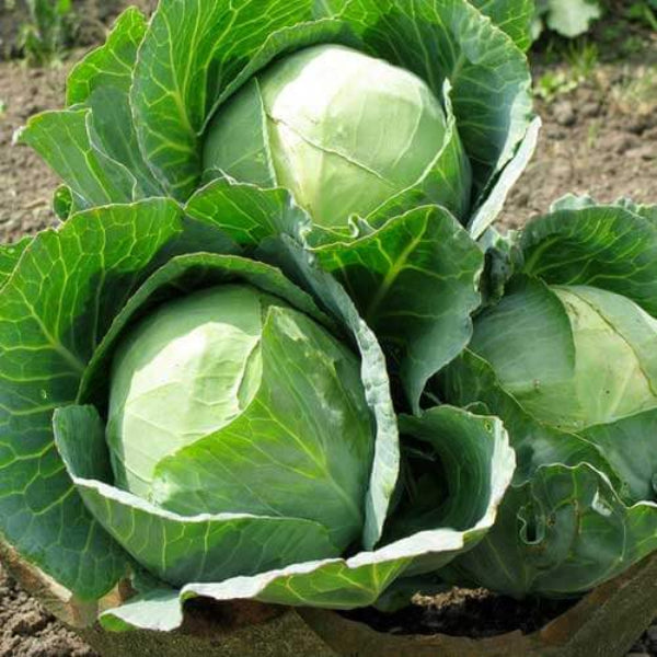 Golden Acre Cabbage Seeds - Vegetable Plant