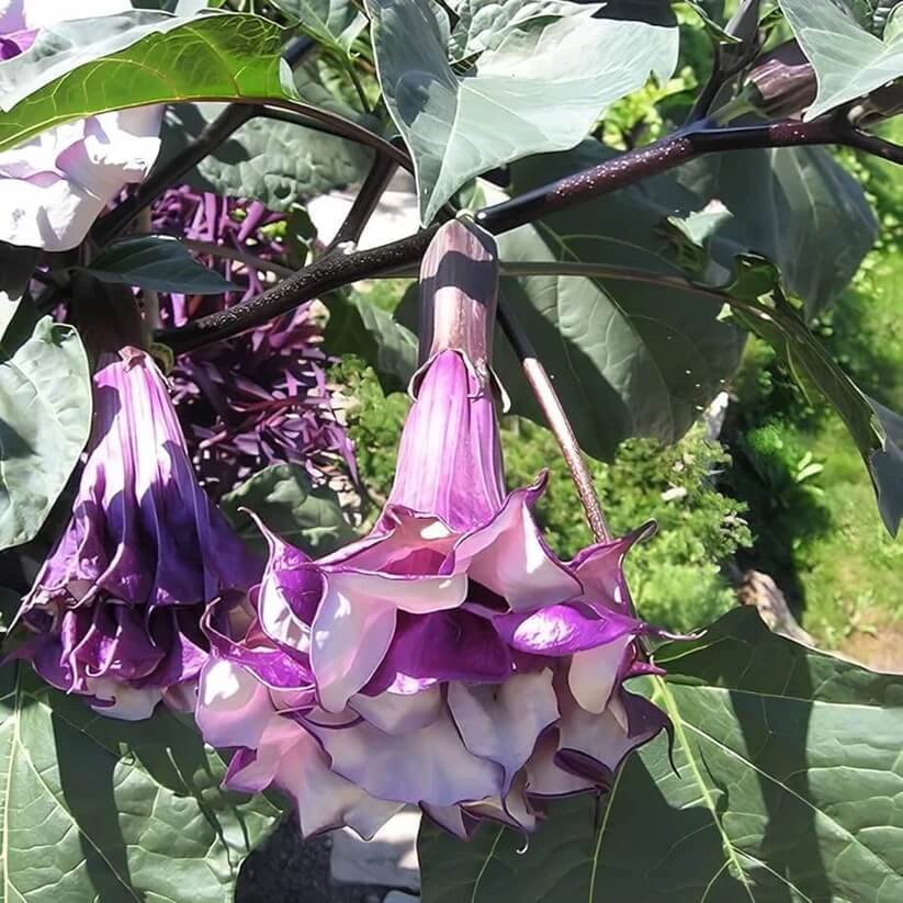 dhatura Seeds
