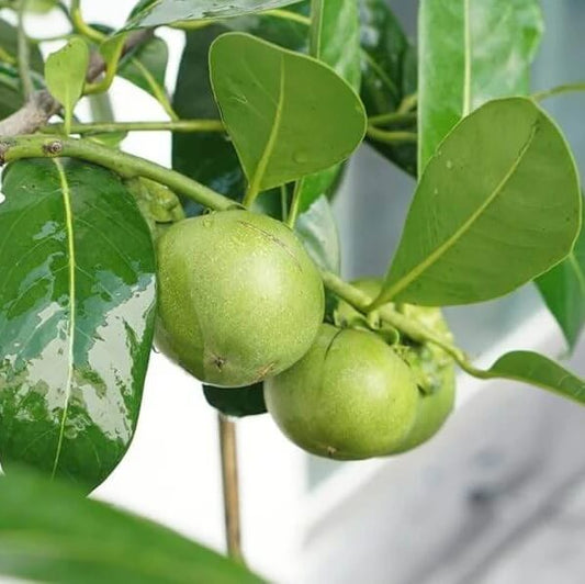 digyna Sapote Seeds