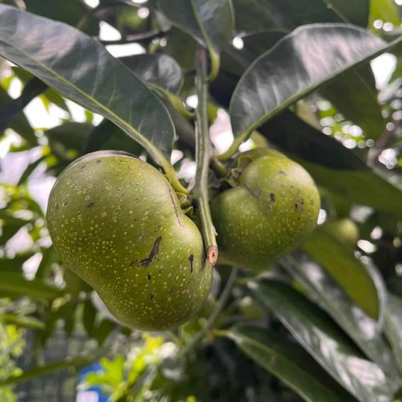 digyna Sapote Seeds