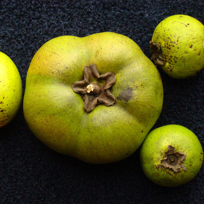 digyna Sapote Seeds