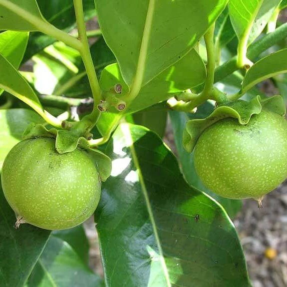 digyna Sapote Seeds