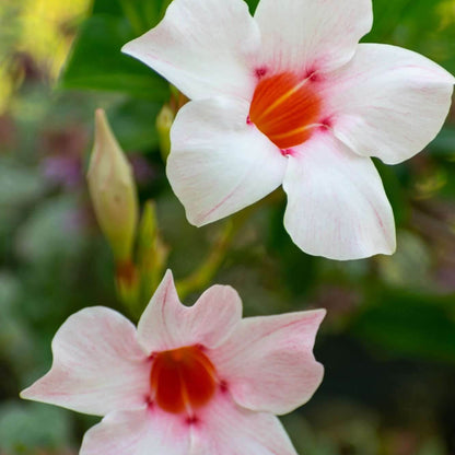 dipladenia seeds