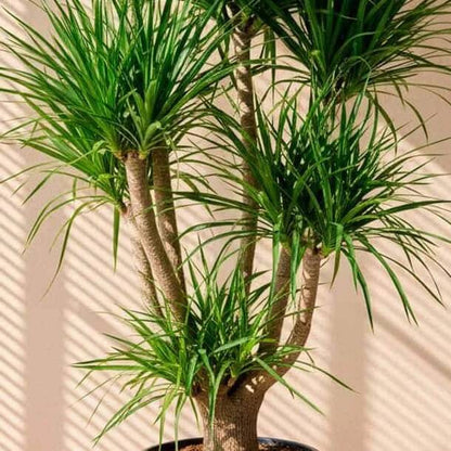 dracaena draco seeds