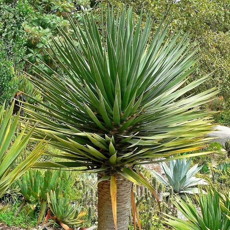 dracaena draco seeds