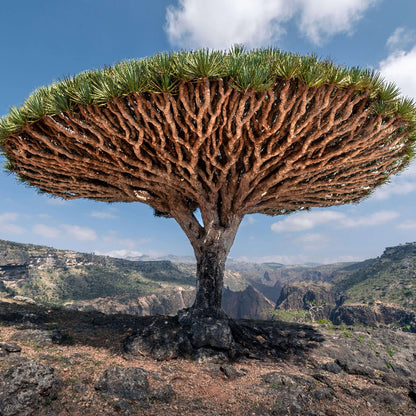 dragon's blood tree seeds