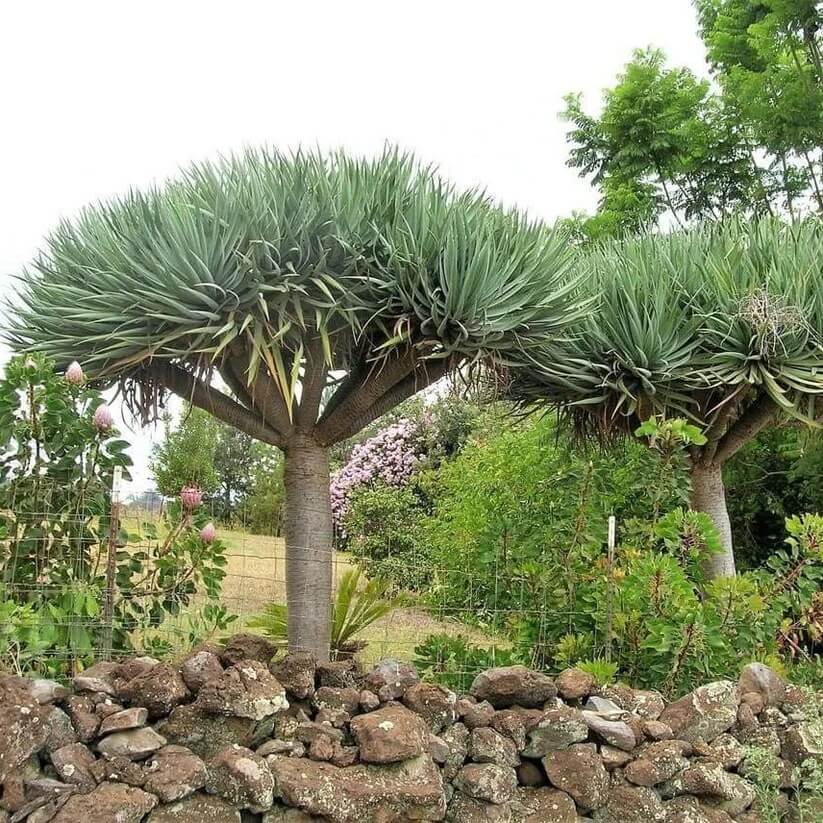 dragon's blood tree seeds