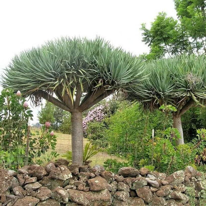 dragon's blood tree seeds