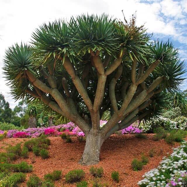dragon's blood tree seeds