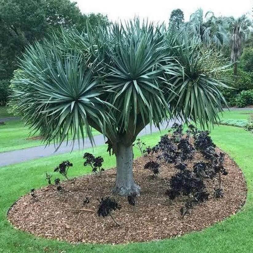 dragon's blood tree seeds