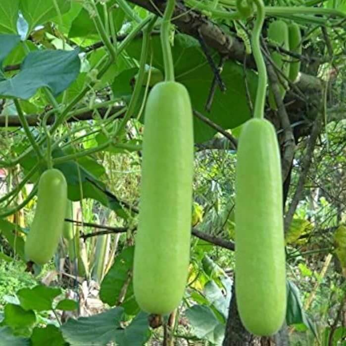 dudi seeds