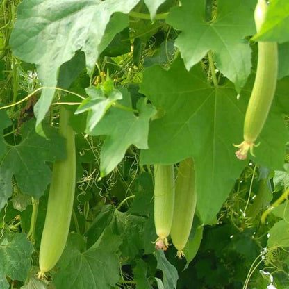 dudi seeds