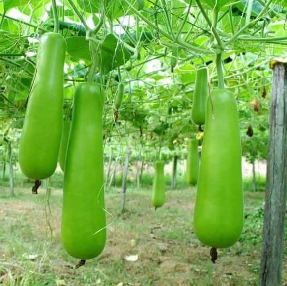 dudi seeds