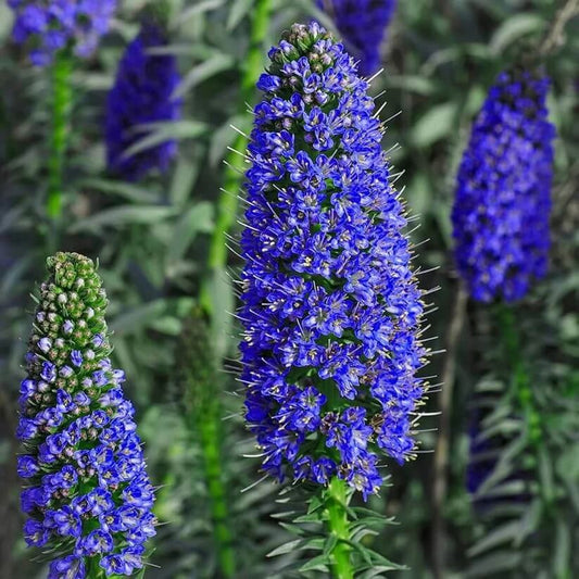 echium candicans seeds