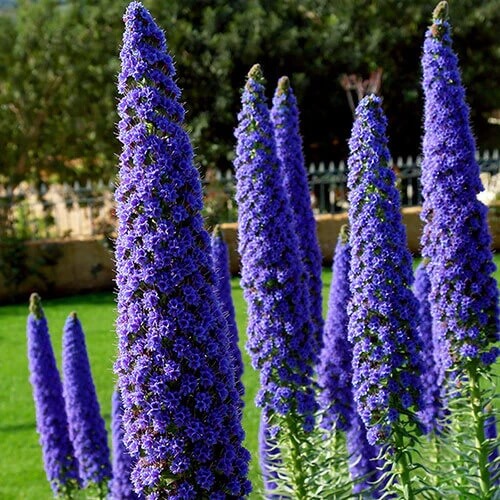 echium candicans seeds