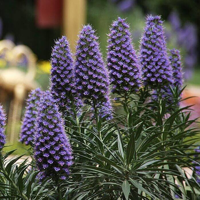 echium candicans seeds