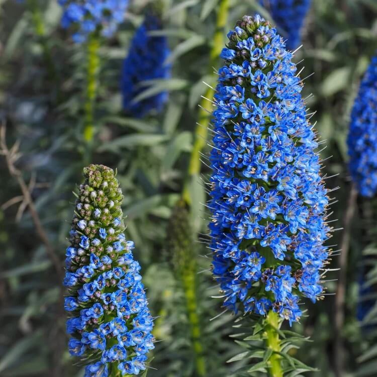 echium fastuosum seeds
