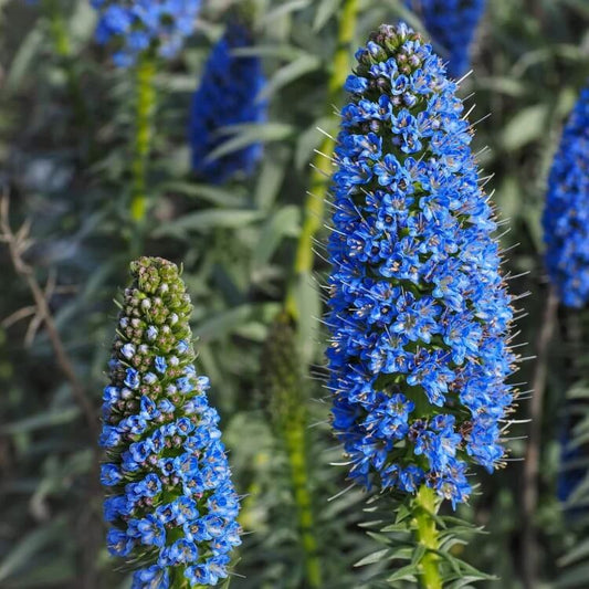 echium fastuosum seeds