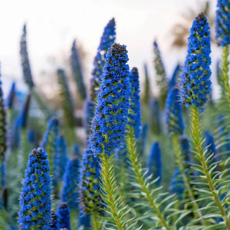 echium fastuosum seeds
