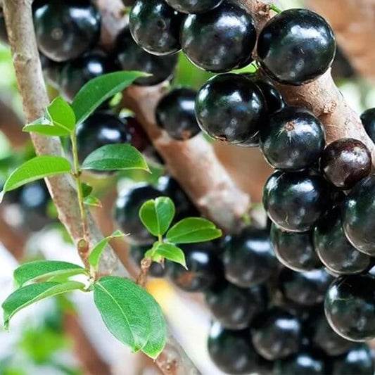edible jabuticaba seeds