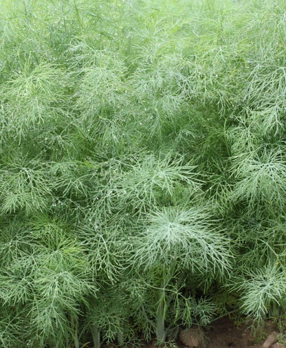 Elm Tree Seeds - Ornamental Tree Plant Seeds for Home Gardens
