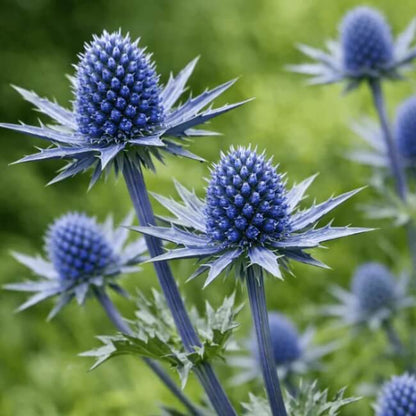 eryngium planum seeds