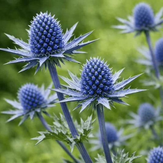 eryngium planum seeds