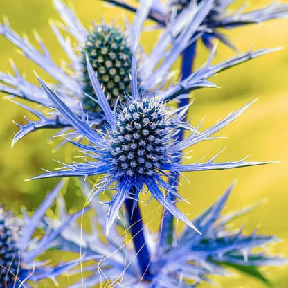 eryngium planum seeds