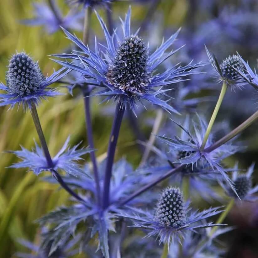 eryngium planum seeds