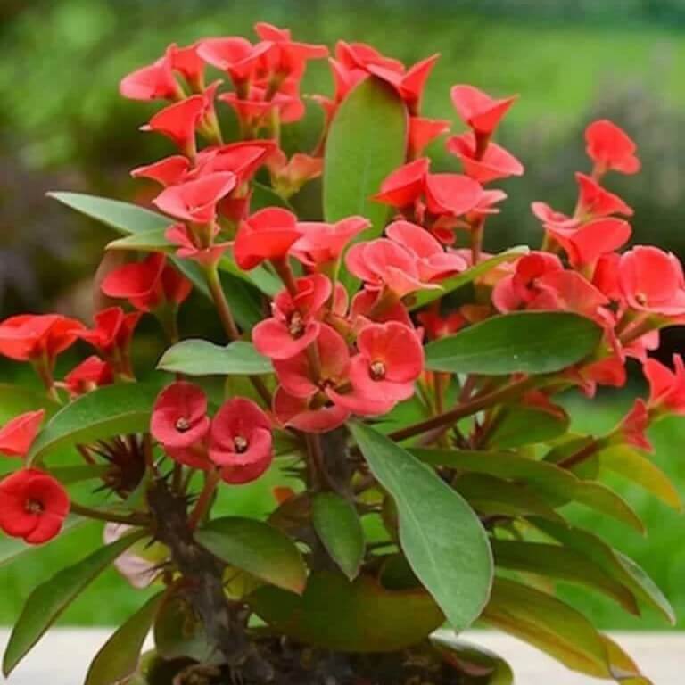 euphorbia milii seeds
