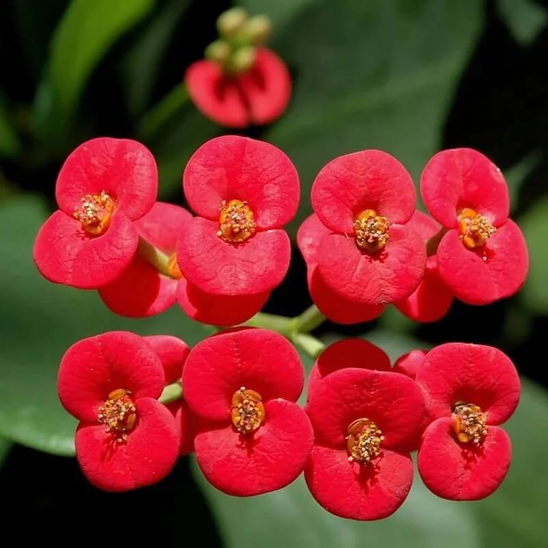 euphorbia milii seeds