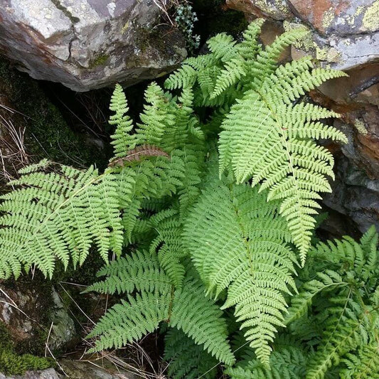 fern pteridophyta seeds