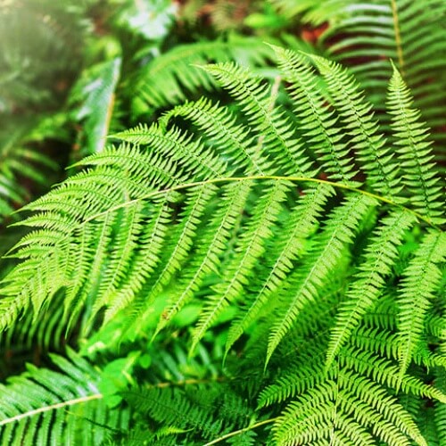 fern pteridophyta seeds