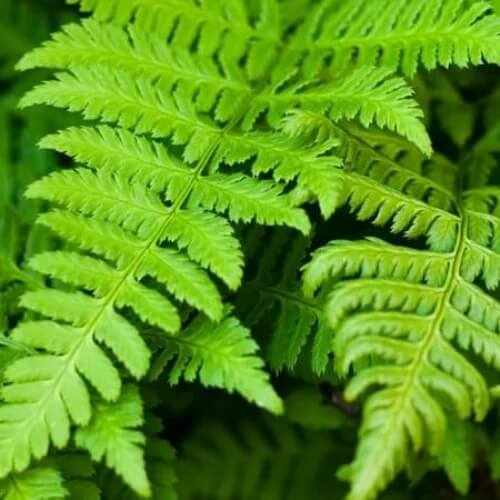fern pteridophyta seeds