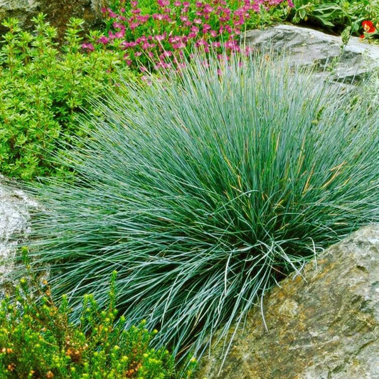 festuca glauca seeds